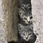 3-petits-chats-curieux-402314.jpg